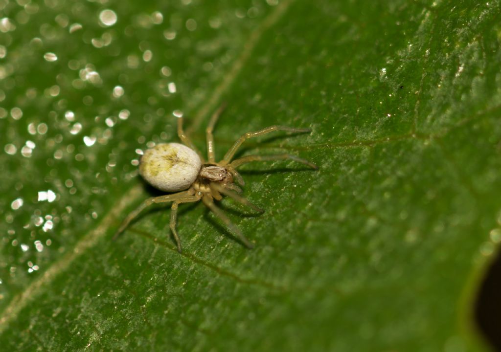 Nigma puella?